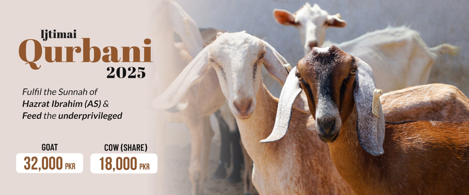 Qurbani 2025